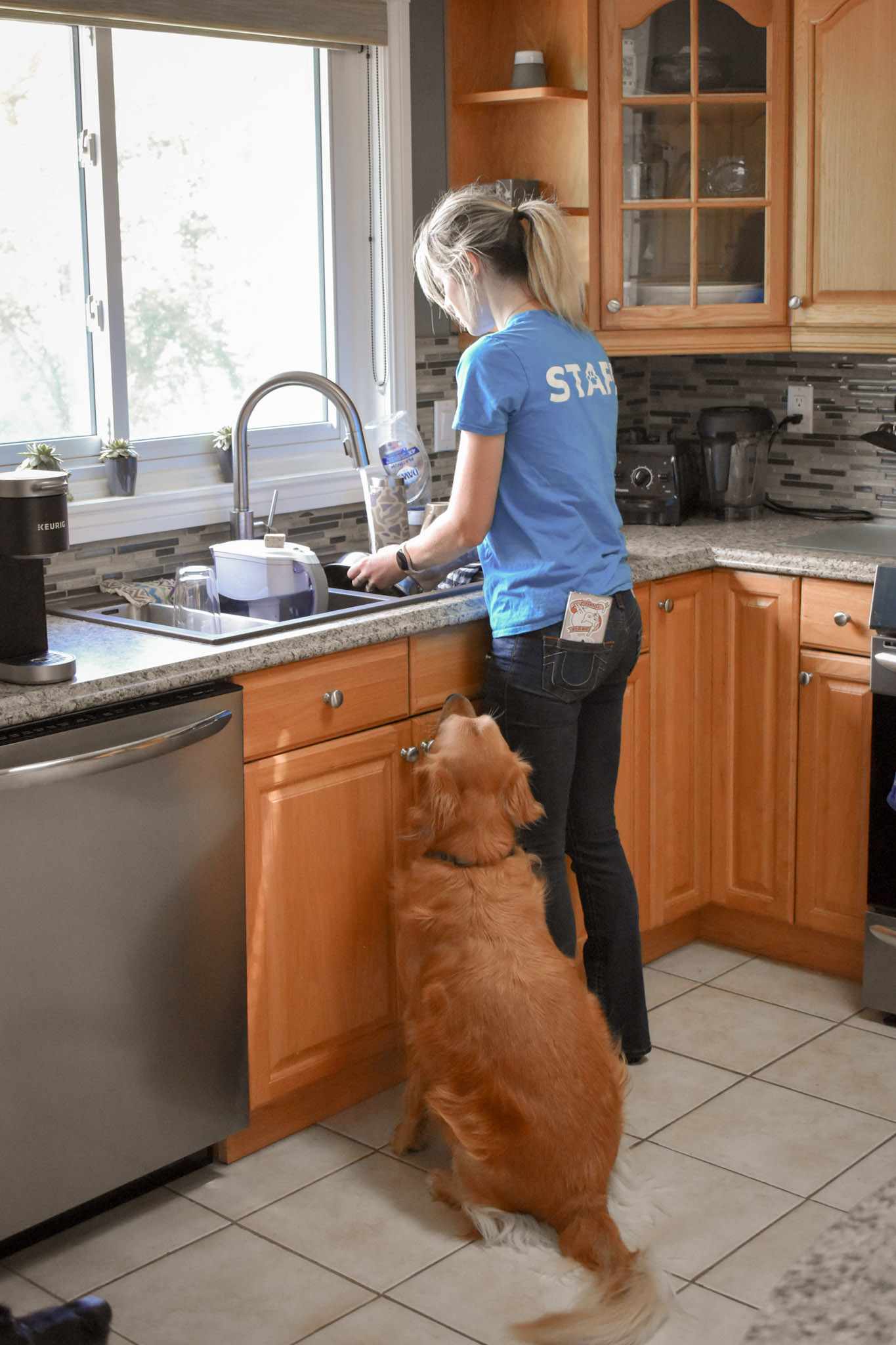 InHome Pet Sitting Furball's Choice Pet Sitting, Dog Walking