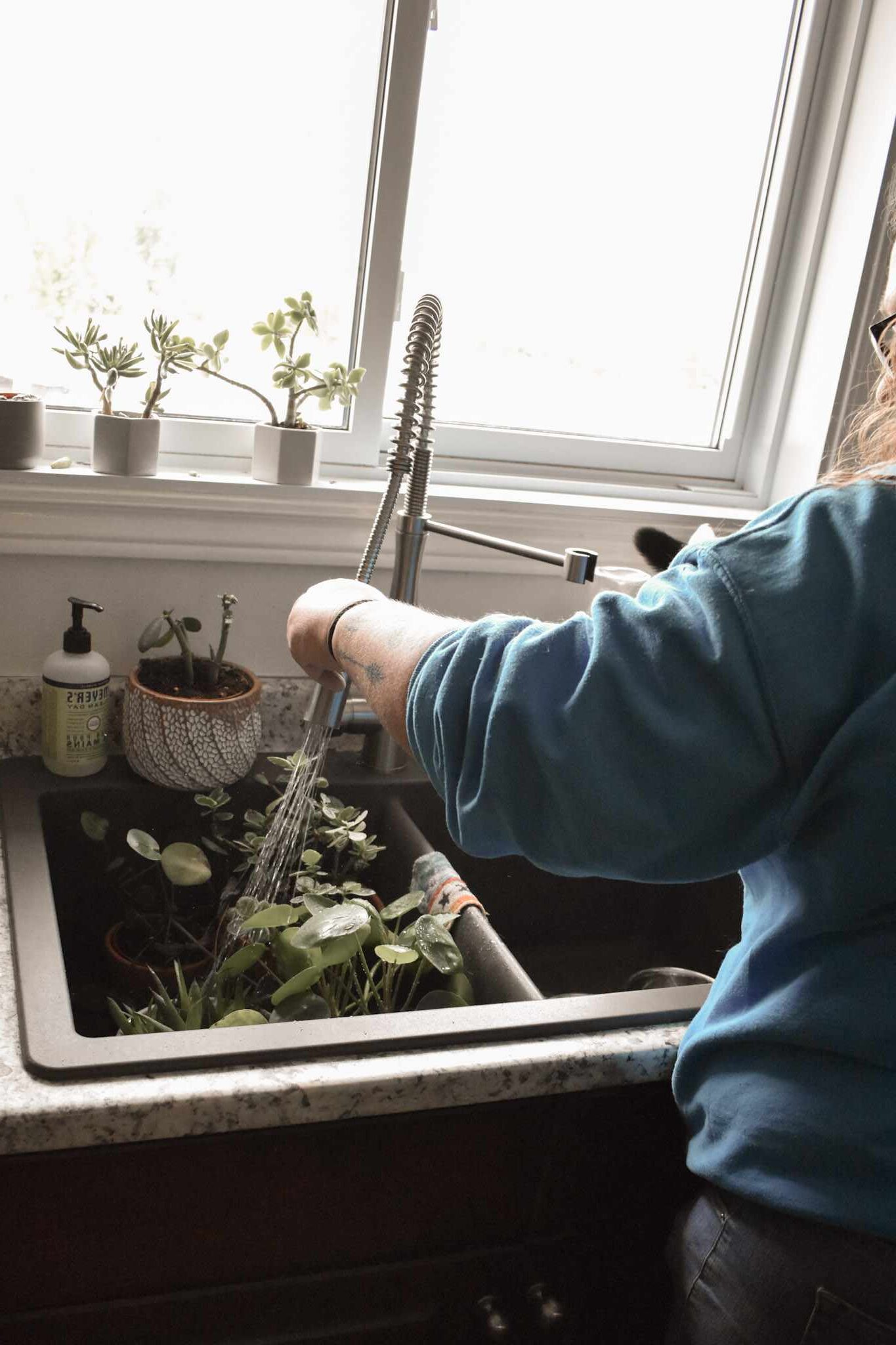 InHome Pet Sitting Furball's Choice Pet Sitting, Dog Walking